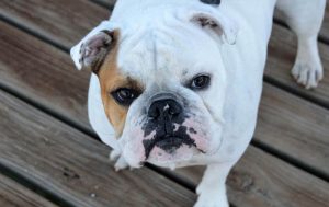 MostDangerous-Dogs-In-The-World
