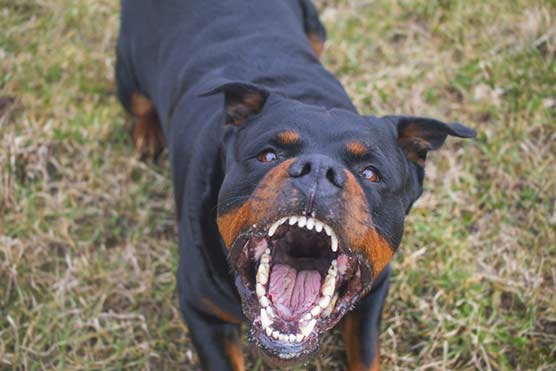 Most-Dangerous-Dogs-In-The-World