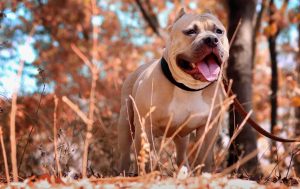 MostDangerous-Dogs-In-The-World