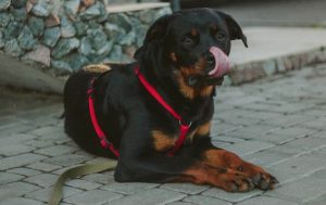 MostDangerous-Dogs-In-The-World