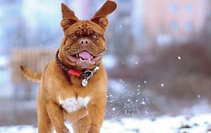 The-Brazilian-Mastiff-Dog