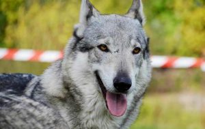 most-dangerous-dogs-in-the-world