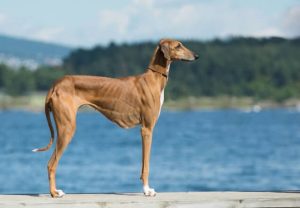 RAREST-DOG-BREEDS-IN-THE-WORLD