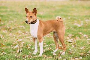 Basenji-Dog