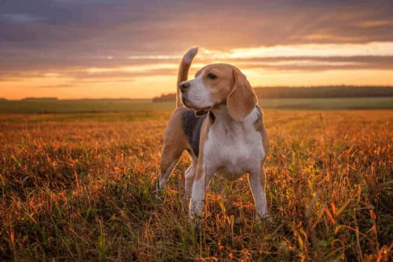 10-most-popular-dog-breeds