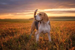 10-MOST-POPULAR-DOG-BREEDS