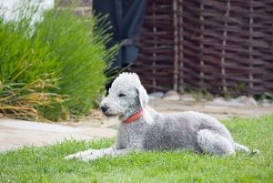 RAREST-DOG-BREEDS-IN-THE-WORLD