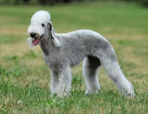 Bedlington-Terrier-Dog