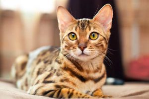 top-10 most-beautiful-cat-breeds