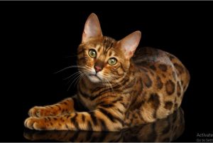 Top-10 Most-Beautiful-Cat-Breeds