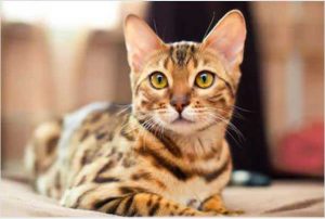 Top-10-Most-Beautiful-Cat-Breeds