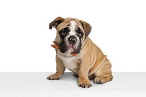Bulldog