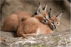 Top-10 Most-Beautiful-Cat-Breeds