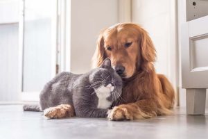 10-most-popular-dog-breeds
