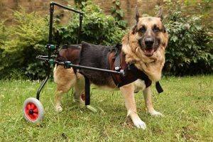 Top-10-Common-Dog-Health-Problems-and-Solutions