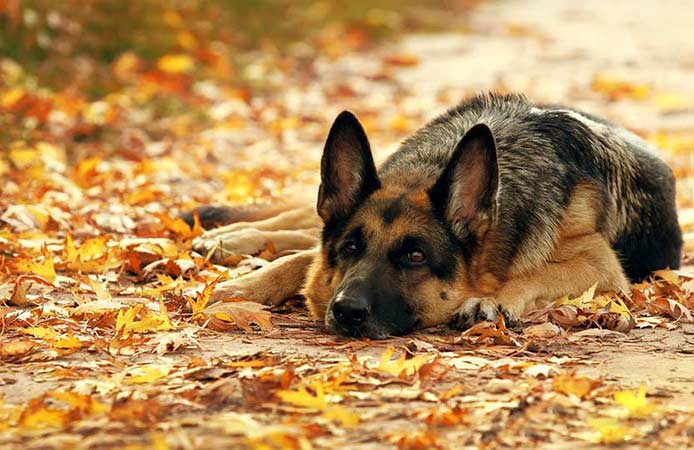 how-to-train-a-german-shepherd-puppy