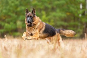 Common-Dogs-Behavior-Know-your-Dog