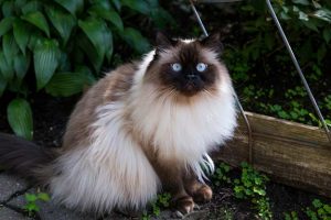 top-10 most-beautiful-cat-breeds