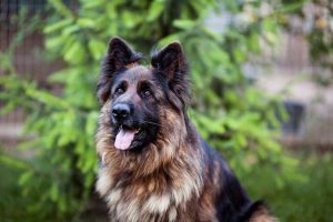 how-to-train-a-german-shepherd-puppy