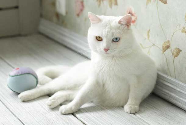 Top-10-Most-Beautiful-Cat-Breeds