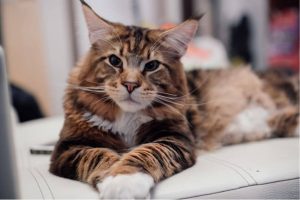 Top-10-Most-Beautiful-Cat-Breeds