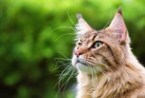Top-10-Most-Beautiful-Cat-Breeds