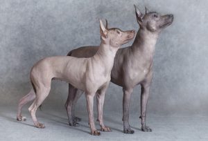 RAREST-DOG-BREEDS-IN-THE-WORLD.