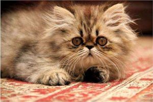 top-10 most-beautiful-cat-breeds