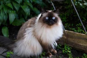 Top-10-Most-Beautiful-Cat-Breeds