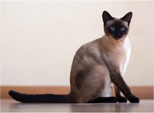 Top-10 Most-Beautiful-Cat-Breeds