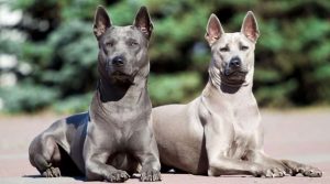 RAREST-DOG-BREEDS-IN-THE-WORLD