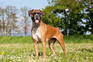 10-most-popular-dog-breeds