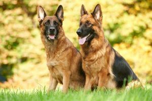10-most-popular-dog-breeds