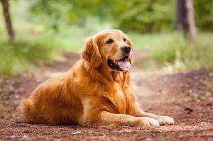 10-MOST-POPULAR-DOG-BREEDS