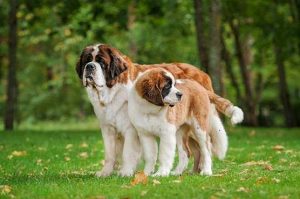 10-most-popular-dog-breeds