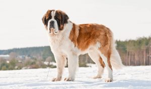 10-MOST-POPULAR-DOG-BREEDS