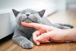 Top-10-Most-Beautiful-Cat-Breeds