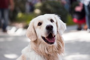Understanding-Dog-Body-Language.