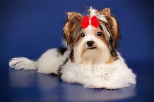 Yorkshire-Terriers