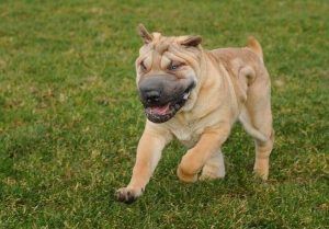 Understanding-Dog-Body-Language