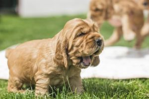 Understanding-Dog-Body-Language