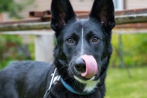 Understanding-Dog-Body-Language