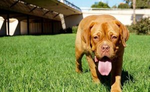 Understanding-Dog-Body-Language