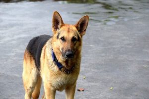 How-To-Train-A-German-Shepherd-Puppy