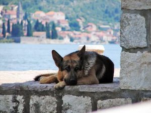How-To-Train-A-German-Shepherd-Puppy