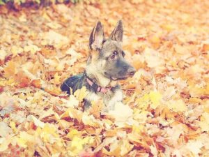 How-To-Train-A-German-Shepherd-Puppy