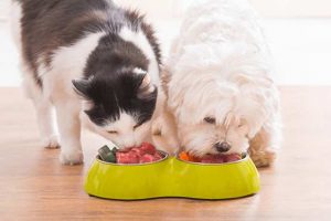 Pet Food Nutrition