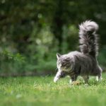 10-Tips-How-to-Get-Along-Better-with-Your-Cat