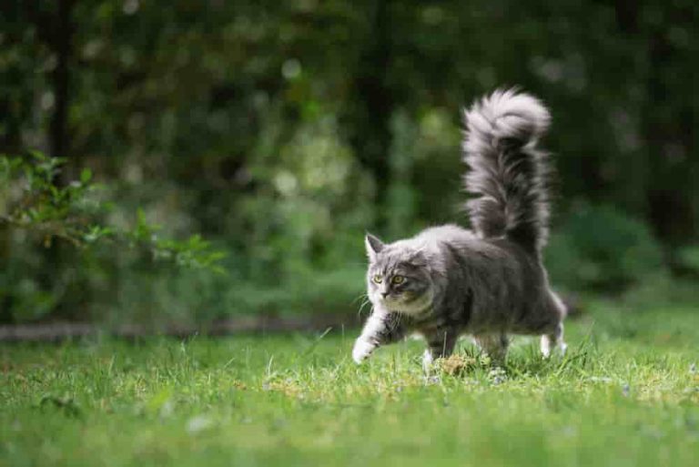 10-Tips-How-to-Get-Along-Better-with-Your-Cat