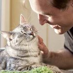 7-Mistakes-cat-owners-make